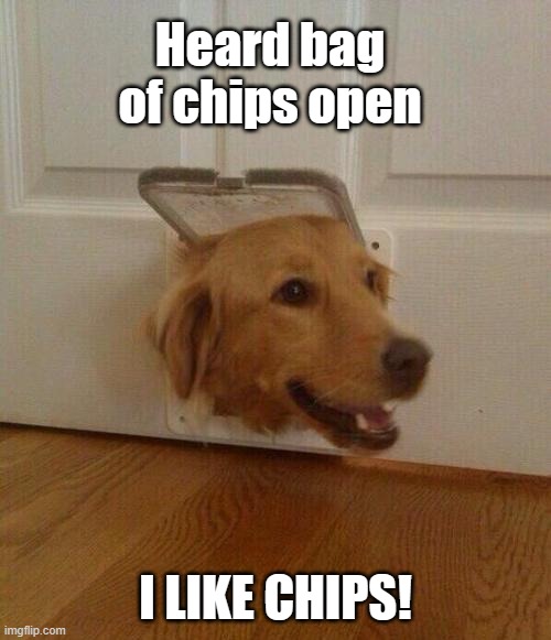 Golden Chip Retriever | Heard bag of chips open; I LIKE CHIPS! | image tagged in dog door,golden retriever,potato chips,snacks,hungry dog,yo dawg heard you | made w/ Imgflip meme maker