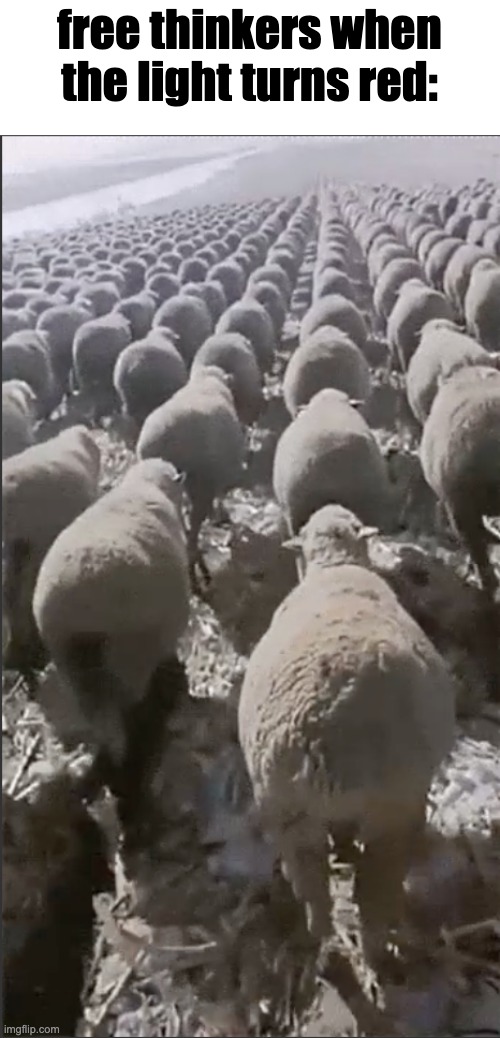 free thinkers when the light turns red: | made w/ Imgflip meme maker