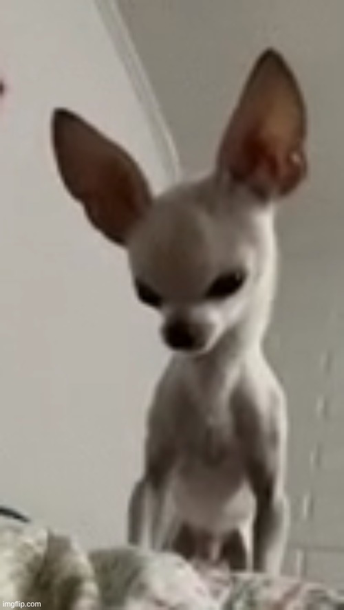 big brain dog | image tagged in big brain dog | made w/ Imgflip meme maker