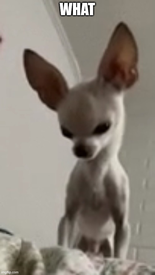 big brain dog | WHAT | image tagged in big brain dog | made w/ Imgflip meme maker