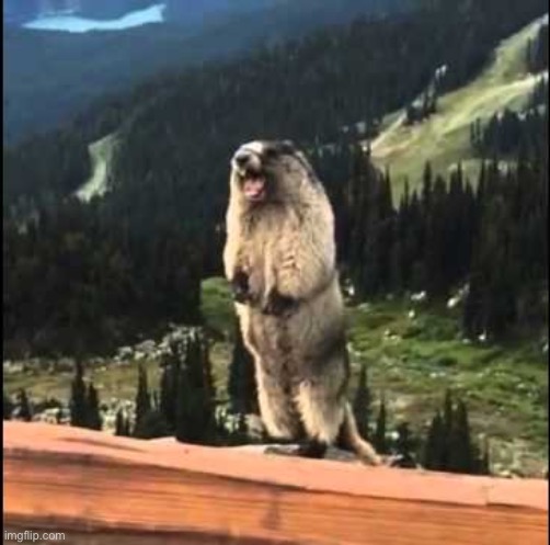 My new meme | image tagged in screaming beaver | made w/ Imgflip meme maker
