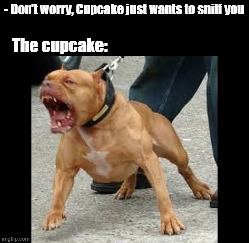 The gentle cupcake… or not | - Don’t worry, Cupcake just wants to sniff you; The cupcake: | image tagged in pitbull angry | made w/ Imgflip meme maker