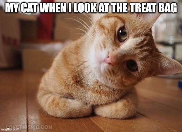 Curious Question Cat | MY CAT WHEN I LOOK AT THE TREAT BAG | image tagged in curious question cat | made w/ Imgflip meme maker