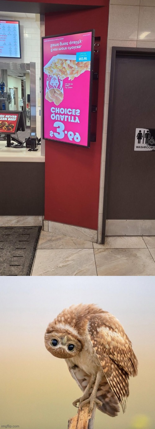 At Wendy's | image tagged in upside down owl look,upside down,you had one job,memes,restaurant,wendy's | made w/ Imgflip meme maker