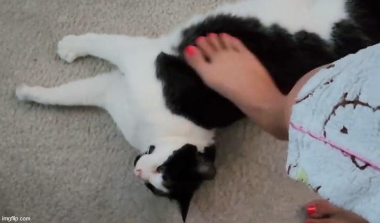 i think kitty likes it | made w/ Imgflip meme maker