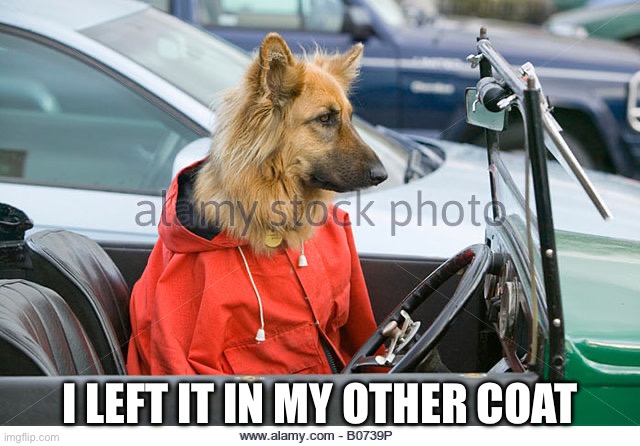 Where’s your licence Sir | I LEFT IT IN MY OTHER COAT | image tagged in german shepherd driving a car,license | made w/ Imgflip meme maker