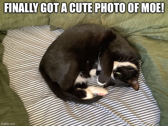 Ignore the eye lol | FINALLY GOT A CUTE PHOTO OF MOE! | image tagged in cats,cute cat,cute | made w/ Imgflip meme maker