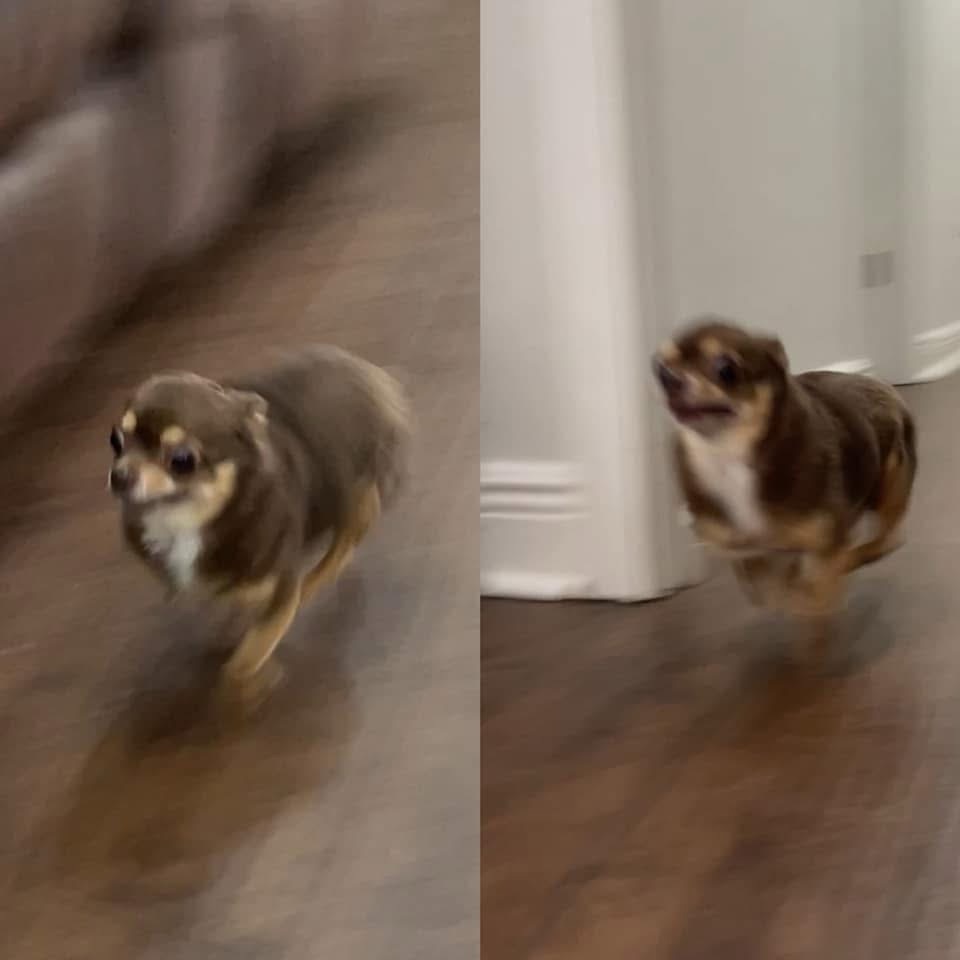 dog fast running Blank Meme Template