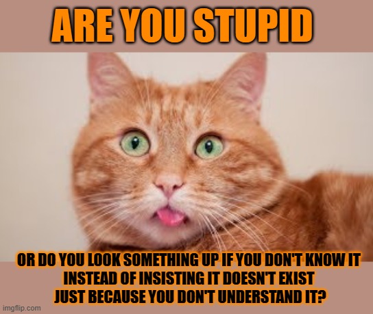 This #lolcat wonders why so many hoo-mens choose to be stupid | ARE YOU STUPID; OR DO YOU LOOK SOMETHING UP IF YOU DON'T KNOW IT 
INSTEAD OF INSISTING IT DOESN'T EXIST 
JUST BECAUSE YOU DON'T UNDERSTAND IT? | image tagged in stupid people,lolcat,choices | made w/ Imgflip meme maker