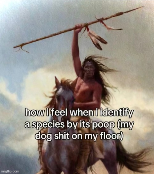 . | image tagged in dogs pets funny | made w/ Imgflip meme maker