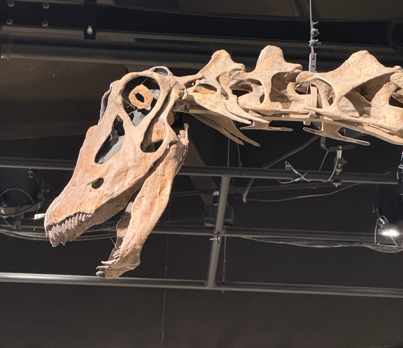 Surprised Dino Blank Meme Template