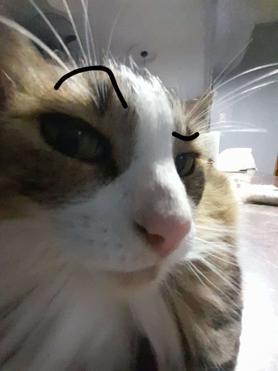 Cat Raised Eyebrow Blank Meme Template
