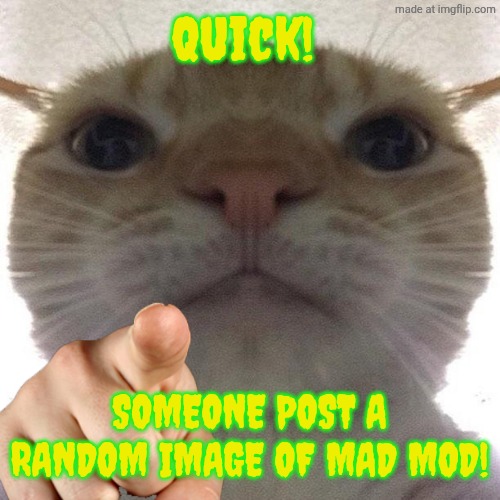 Cat point at you | Quick! SOMEONE POST A RANDOM IMAGE OF MAD MOD! | image tagged in cat point at you | made w/ Imgflip meme maker