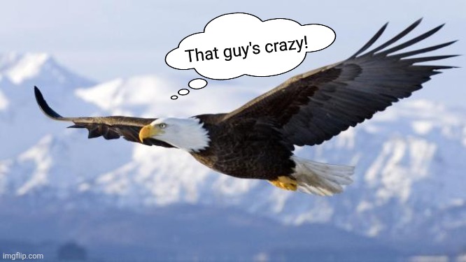 eagle | That guy's crazy! | image tagged in eagle | made w/ Imgflip meme maker