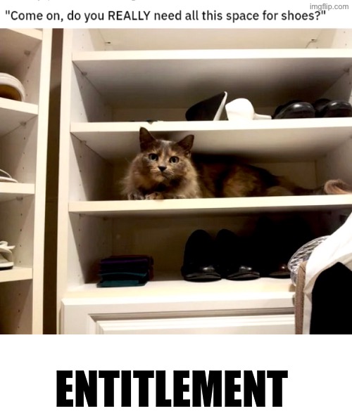Entitlement | ENTITLEMENT | image tagged in cats,funny cats,entitlement,take this shit and get out,narcissism,scumbag | made w/ Imgflip meme maker