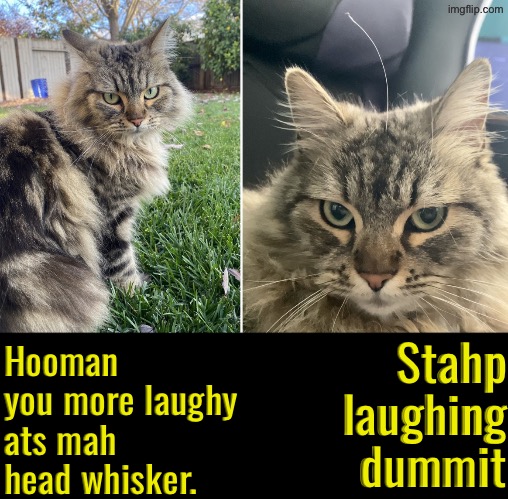 Whisker growing from top of head | Stahp laughing dummit; Hooman you more laughy ats mah head whisker. | image tagged in cats,funny cats,laughing,mocking,stahp,stop it | made w/ Imgflip meme maker