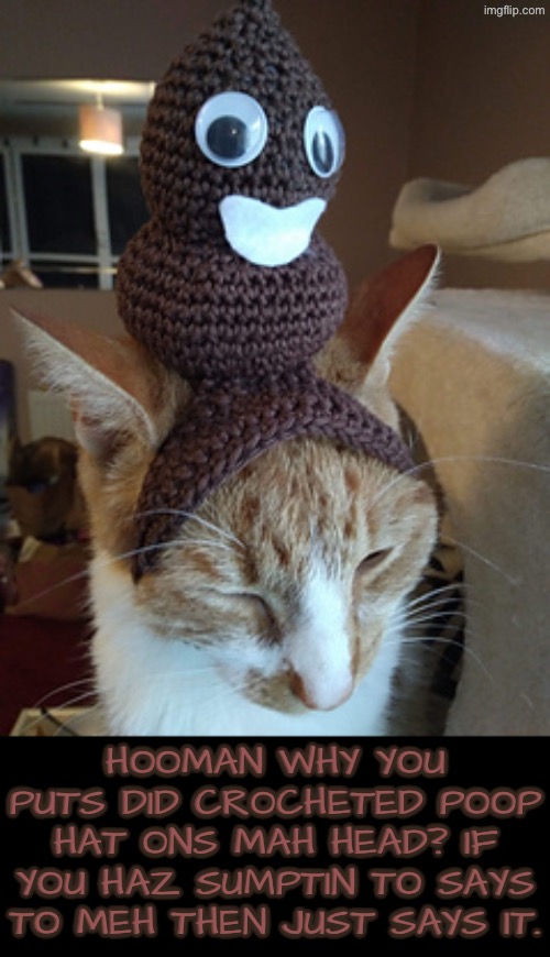 Poop Hat | HOOMAN WHY YOU PUTS DID CROCHETED POOP HAT ONS MAH HEAD? IF YOU HAZ SUMPTIN TO SAYS TO MEH THEN JUST SAYS IT. | image tagged in cats,funny cats,shithead,poop,crochet,scumbags | made w/ Imgflip meme maker