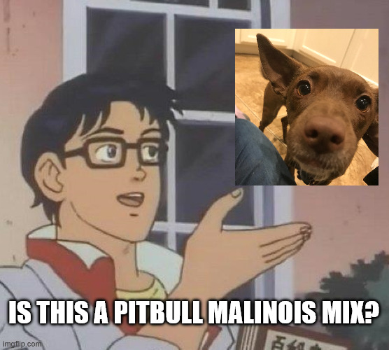 shes a chihuahua rat terrier btw | IS THIS A PITBULL MALINOIS MIX? | image tagged in memes,is this a pigeon | made w/ Imgflip meme maker