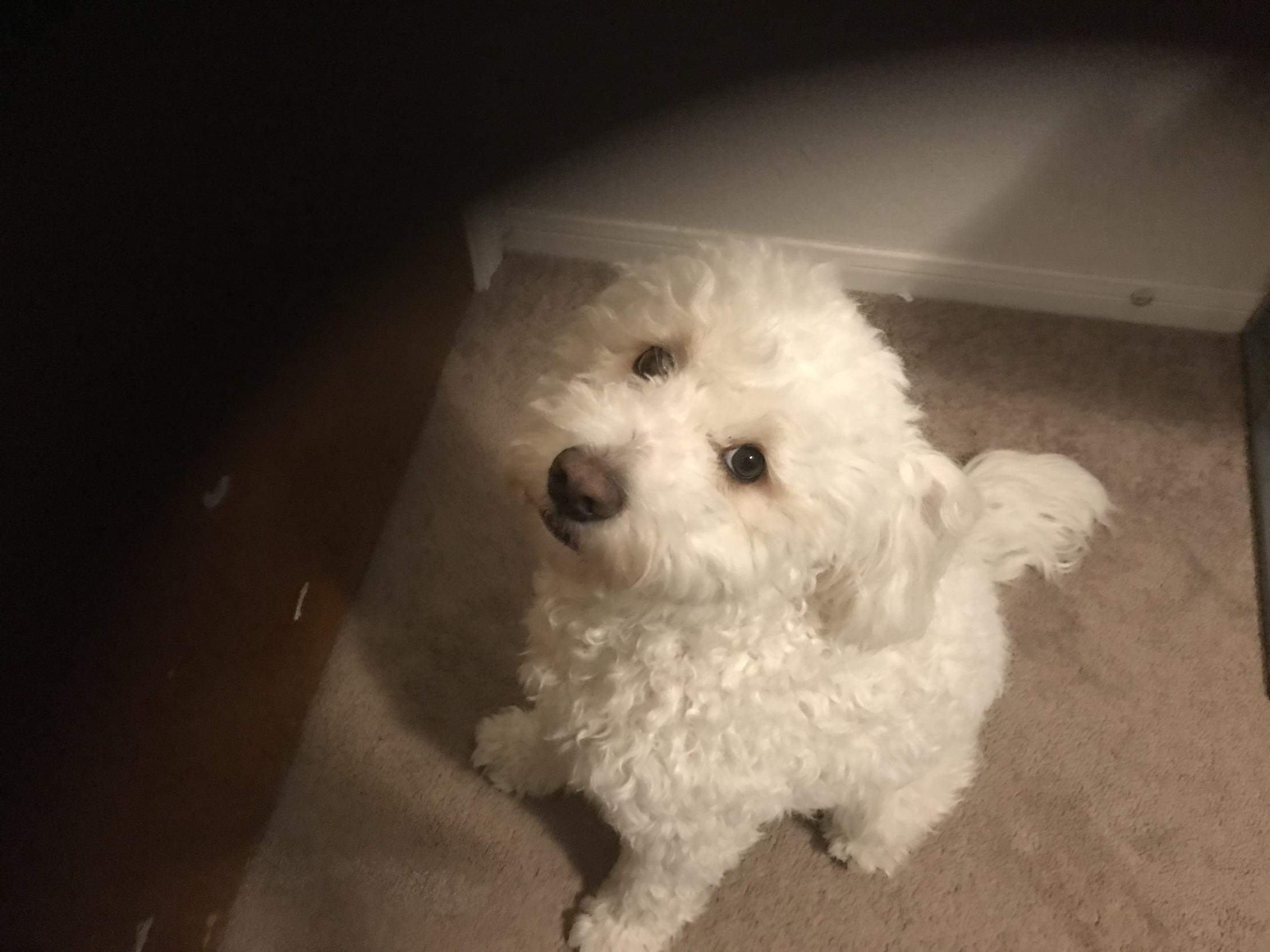 Puppy Blank Meme Template