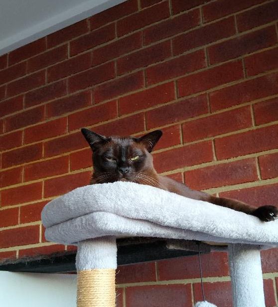 Grumpy cat face Blank Meme Template