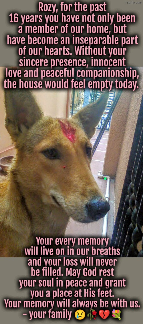 Miss You my luv | Rozy, for the past 16 years you have not only been a member of our home, but have become an inseparable part of our hearts. Without your sincere presence, innocent love and peaceful companionship, the house would feel empty today. Your every memory will live on in our breaths and your loss will never be filled. May God rest your soul in peace and grant you a place at His feet. Your memory will always be with us.
- your family 😢🥀💔💐 | image tagged in baby,dogs,rip | made w/ Imgflip meme maker