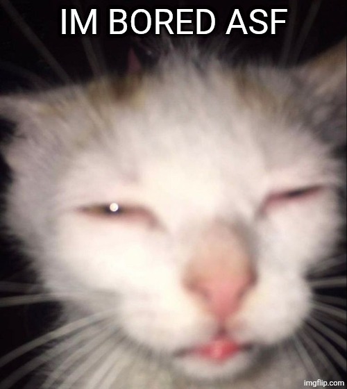 Tired cat | IM BORED ASF | image tagged in tired cat | made w/ Imgflip meme maker