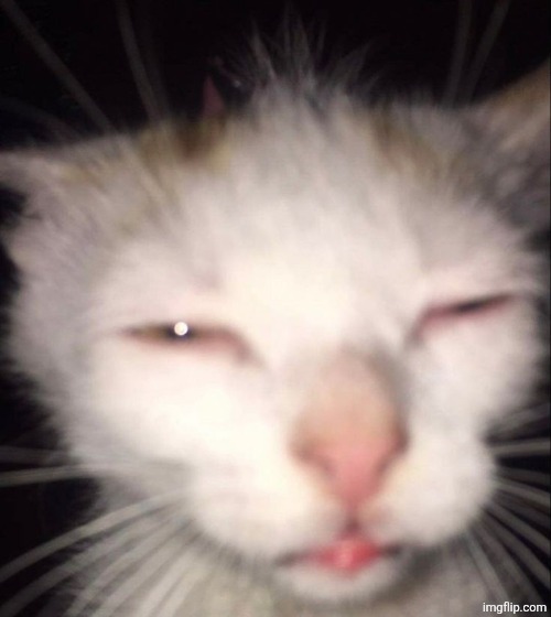 Tired cat | image tagged in tired cat | made w/ Imgflip meme maker