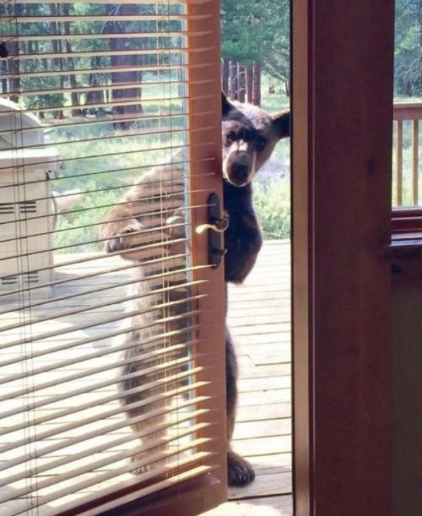 bear door Blank Meme Template