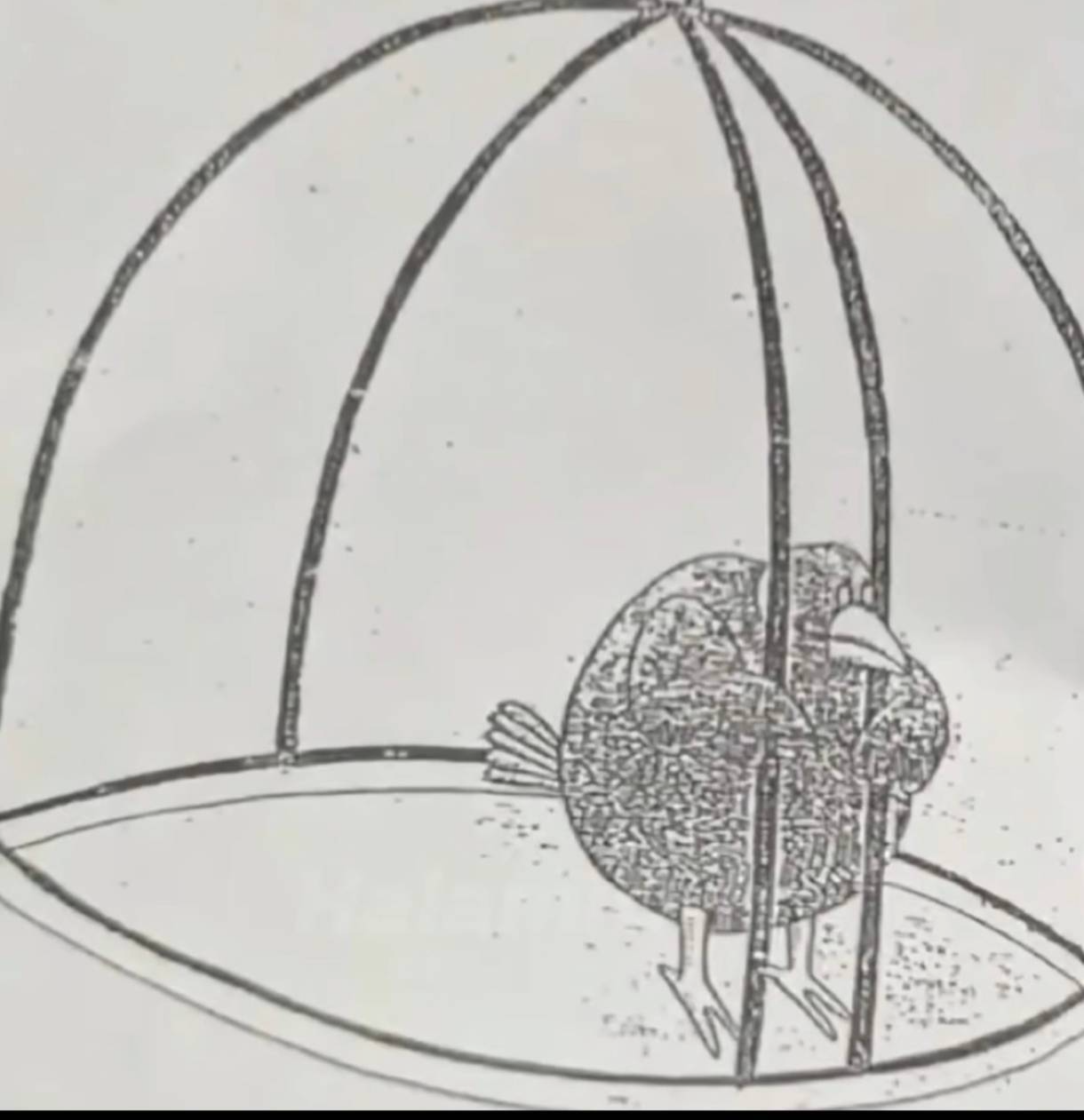 bird in open cage Blank Meme Template