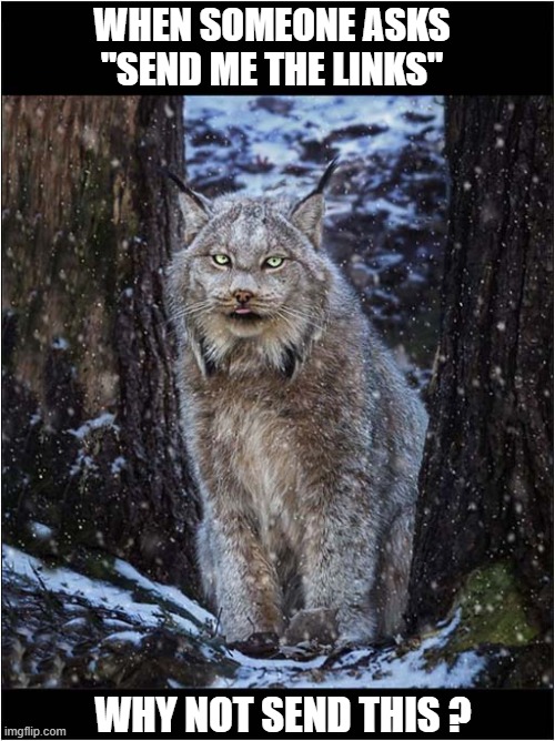 Now That's A Lynx ! | WHEN SOMEONE ASKS
"SEND ME THE LINKS"; WHY NOT SEND THIS ? | image tagged in cats,lynx,links,play on words | made w/ Imgflip meme maker