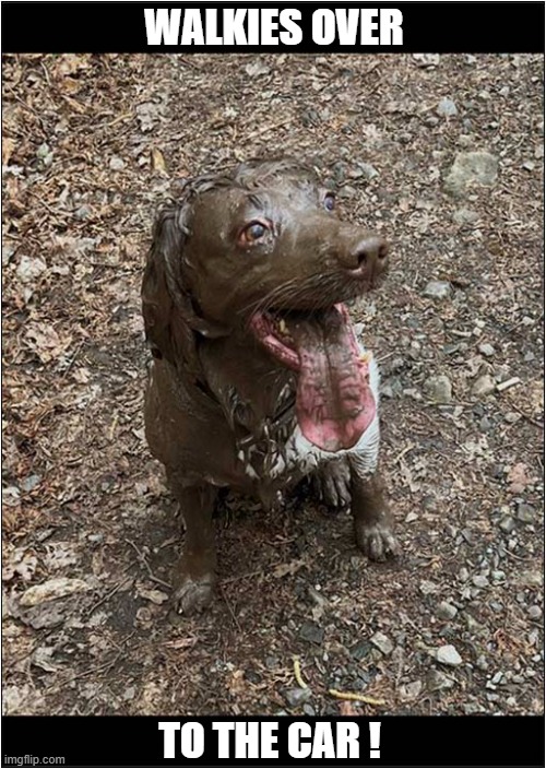 I Swear They Do This Deliberately ! | WALKIES OVER; TO THE CAR ! | image tagged in dogs,spaniel,muddy,car ride | made w/ Imgflip meme maker