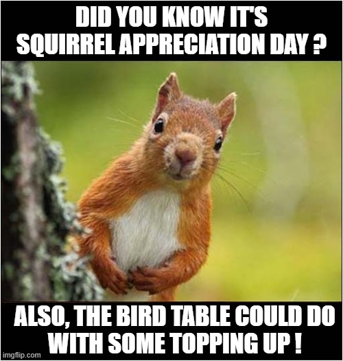 Hello There ! | DID YOU KNOW IT'S SQUIRREL APPRECIATION DAY ? ALSO, THE BIRD TABLE COULD DO
WITH SOME TOPPING UP ! | image tagged in squirrels,appreciation,bird table,21st january | made w/ Imgflip meme maker