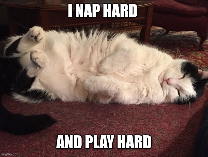 Nap hard | I NAP HARD; AND PLAY HARD | image tagged in napping cat,funny memes | made w/ Imgflip meme maker