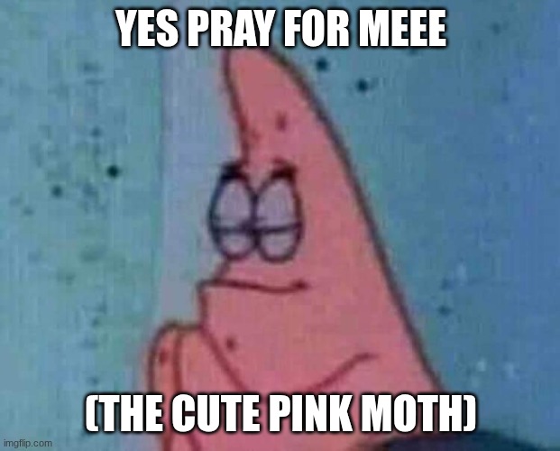 YES PRAY FOR MEEE (THE CUTE PINK MOTH) | image tagged in praying patrick | made w/ Imgflip meme maker