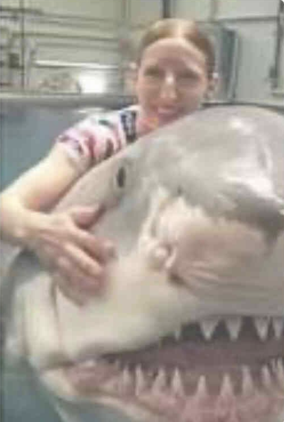 hug a shark Blank Meme Template