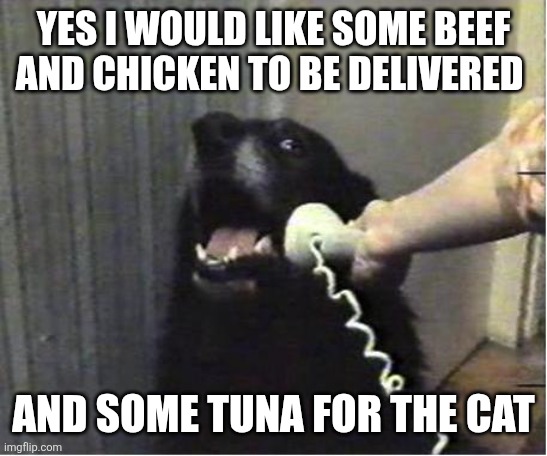 Dog ordering | YES I WOULD LIKE SOME BEEF AND CHICKEN TO BE DELIVERED; AND SOME TUNA FOR THE CAT | image tagged in yes this is dog,funny memes | made w/ Imgflip meme maker