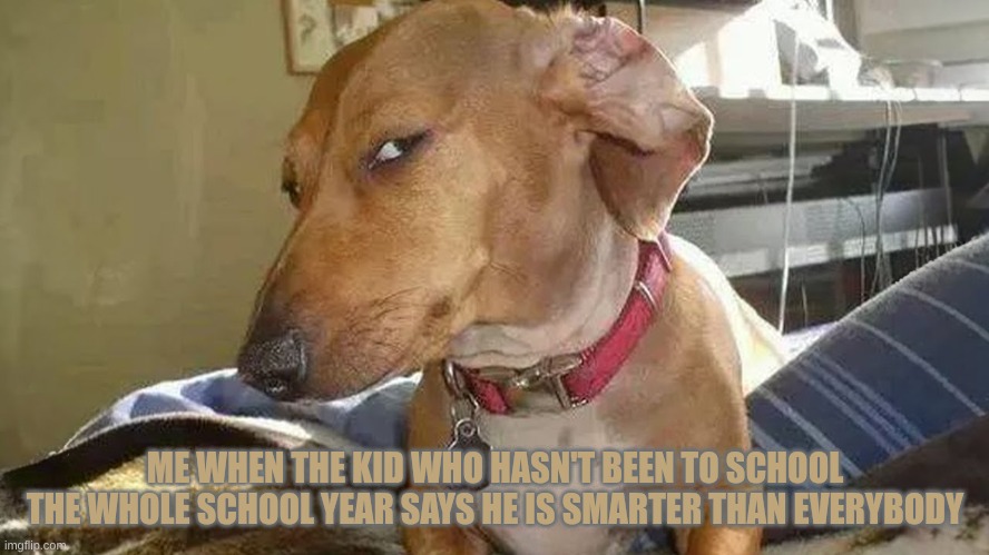 School Memes | ME WHEN THE KID WHO HASN'T BEEN TO SCHOOL THE WHOLE SCHOOL YEAR SAYS HE IS SMARTER THAN EVERYBODY | image tagged in dog sideeye | made w/ Imgflip meme maker