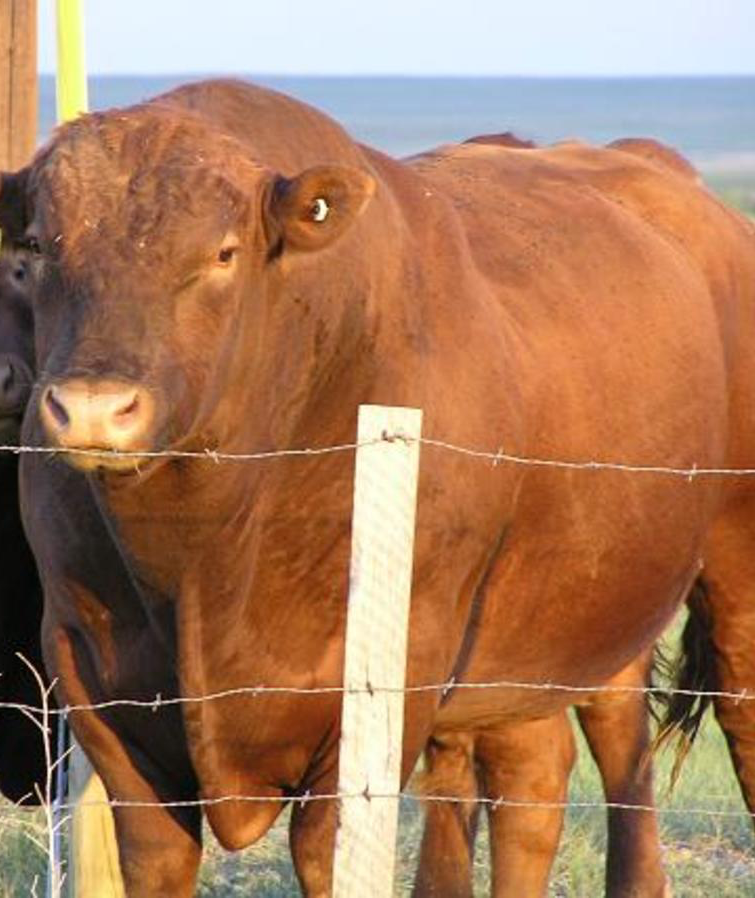 Big Beef Blank Meme Template