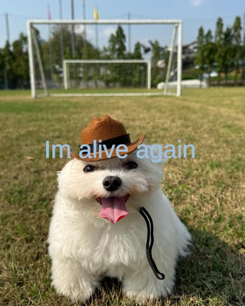 Im alive again | made w/ Imgflip meme maker