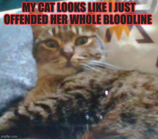 BRO I JUST SAT DOWN TO WATCH SOME ANIME ＼(◎o◎)／ | MY CAT LOOKS LIKE I JUST OFFENDED HER WHOLE BLOODLINE 😭 | image tagged in cats,sexy women,porn,bikini,sexy | made w/ Imgflip meme maker