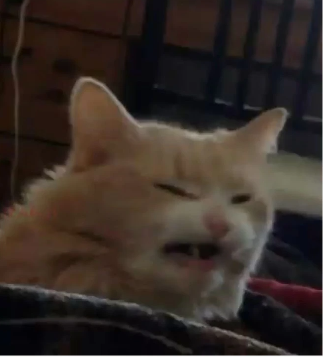 Cat Uncum Blank Meme Template