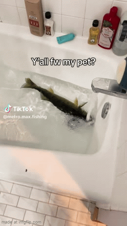 Animated GIF - Imgflip