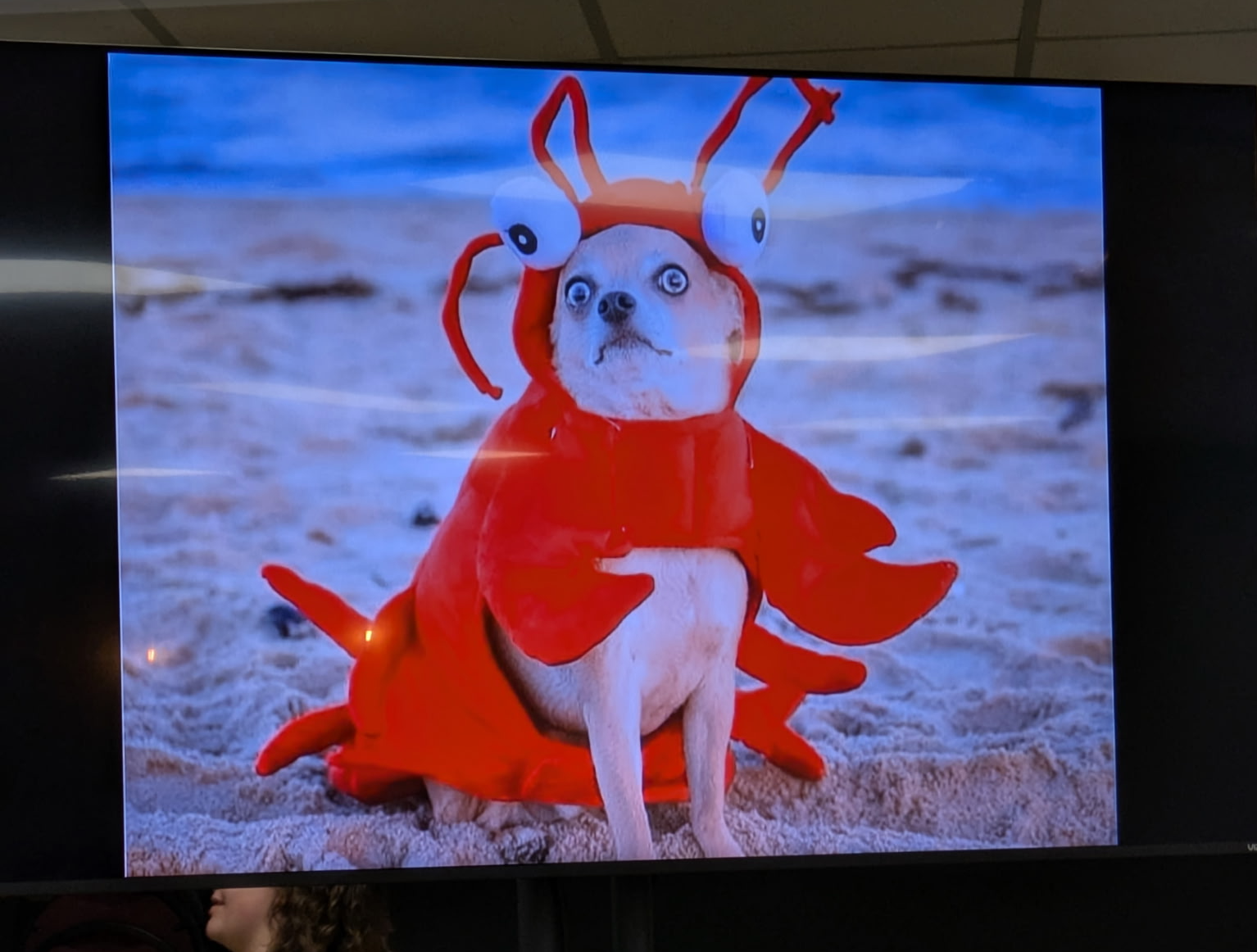 Dog in Costume Blank Meme Template