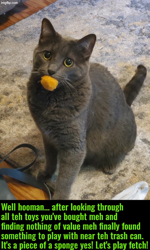 A Piece Of A Sponge | Well hooman... after looking through all teh toys you've bought meh and finding nothing of value meh finally found something to play with near teh trash can. It's a piece of a sponge yes! Let's play fetch! | image tagged in cats,funny cats,toys,scumbags,playing,jerk | made w/ Imgflip meme maker