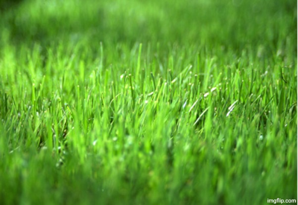 grass is greener | image tagged in grass is greener | made w/ Imgflip meme maker