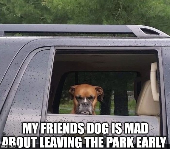 My Friends Dog Is Mad | MY FRIENDS DOG IS MAD ABOUT LEAVING THE PARK EARLY | image tagged in chrisjoines1 | made w/ Imgflip meme maker