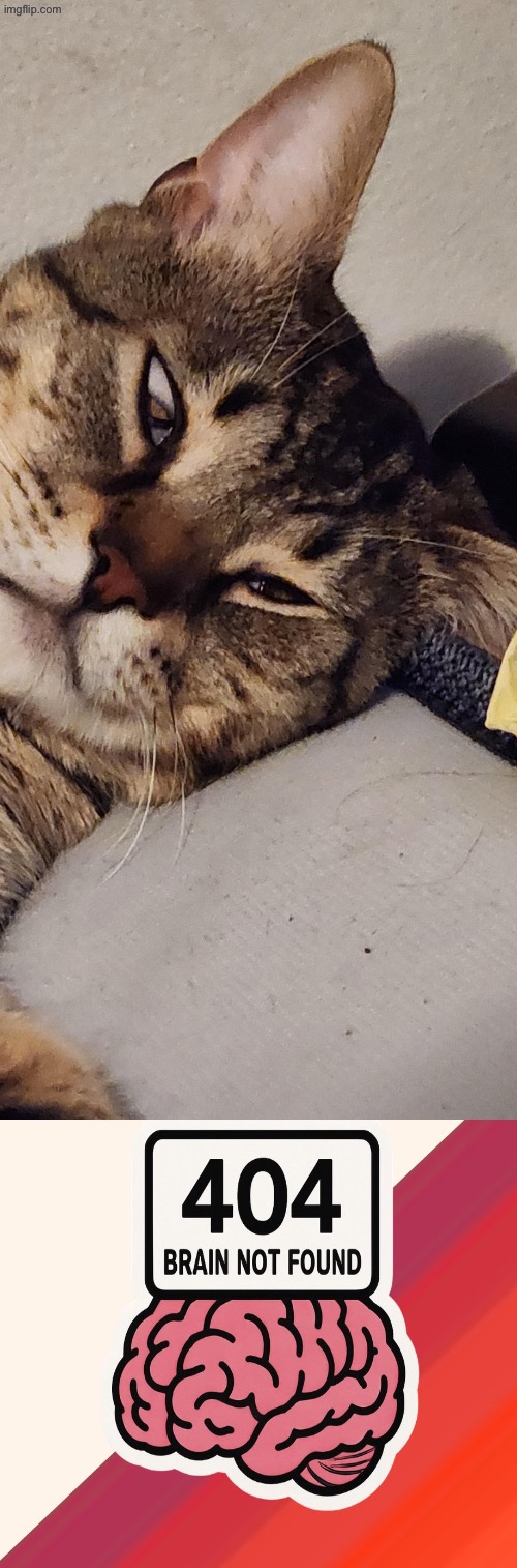 Brain Not Found | image tagged in cats,funny cats,error 404,brain dead,duhhh dumbass,do you are have stupid | made w/ Imgflip meme maker