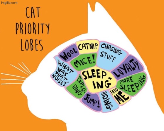 Priority Lobes | image tagged in cats,funny cats,brain,priorities,lazy cat,turds | made w/ Imgflip meme maker