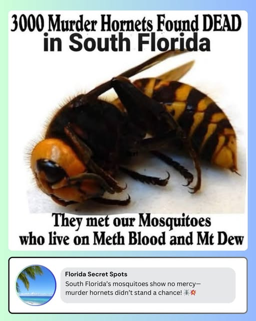 Murder Hornet Blank Meme Template