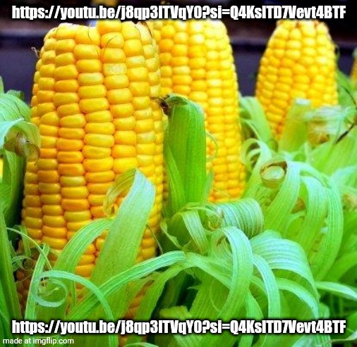 corn | https://youtu.be/j8qp3ITVqY0?si=Q4KsITD7Vevt4BTF; https://youtu.be/j8qp3ITVqY0?si=Q4KsITD7Vevt4BTF | image tagged in corn meme | made w/ Imgflip meme maker